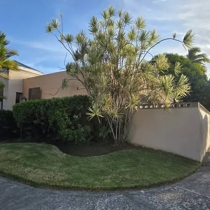 Esquina de jardín con grama recién cortada, seto podado a nivel y palma de bambú junto a un muro