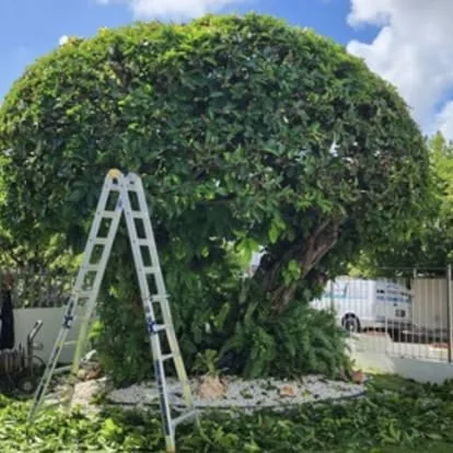 Empleado de Fine Lawn con escalera de extensión junto a un árbol topiary enorme durante la poda de forma